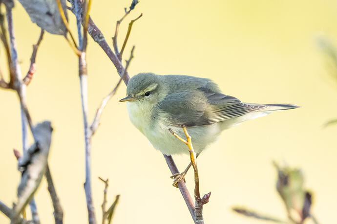 Willow Warbler  02 19 10 26