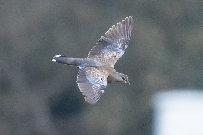 Turtle Dove 04 02 10 26