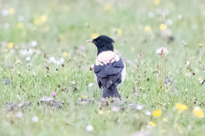Rosy Starling 01 22 06 26