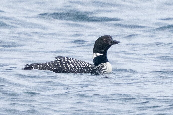 Great Northern Diver 01 12 10 25