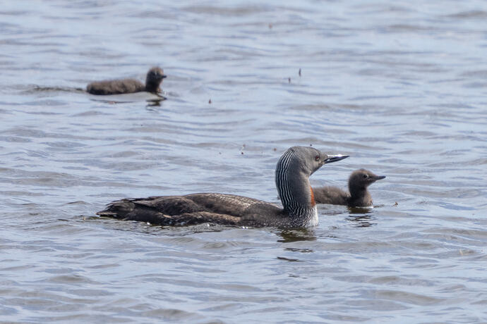 Red throated Diver 02 07 07 26