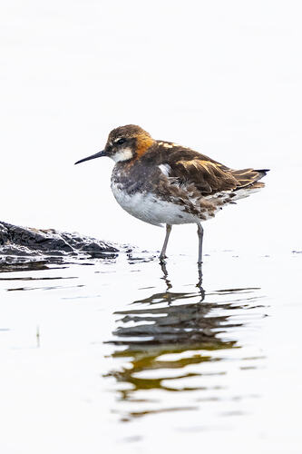 Red necked Phalarope 02 07 07 26