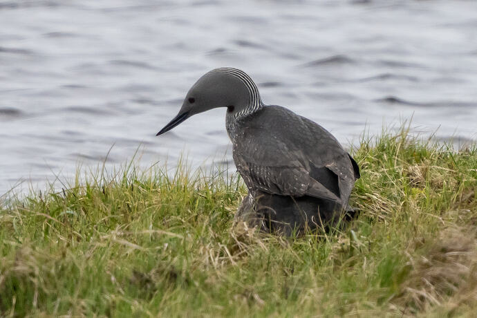 Red Throated Diver 02 22 05 26