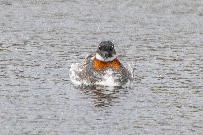 Red-necked Phalarope 05 16 05 26