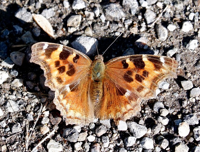 09AFA654-3513-480E-B5D5-D2DE4017A475-2924-000001D7AD663042