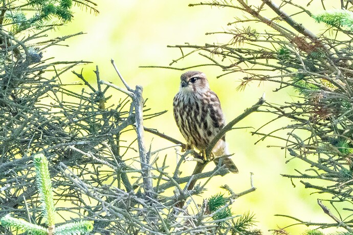 Merlin 05 20 08 25