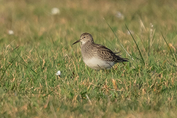 Pectoral Sandpiper 01 23 10 26