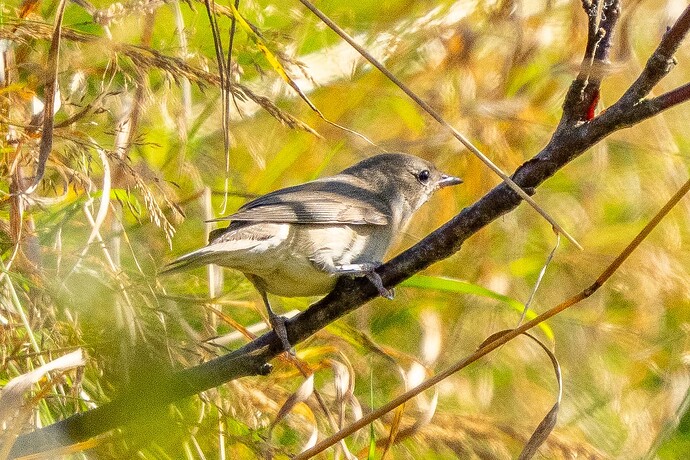 Garden Warbler 01 10 09 25