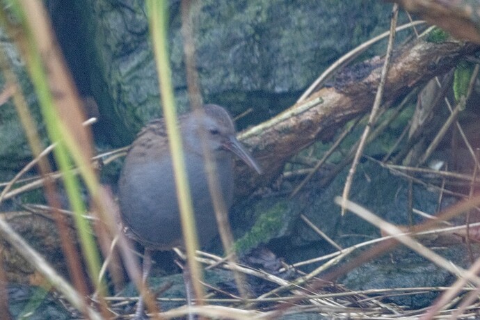Water Rail 02 22 11 25