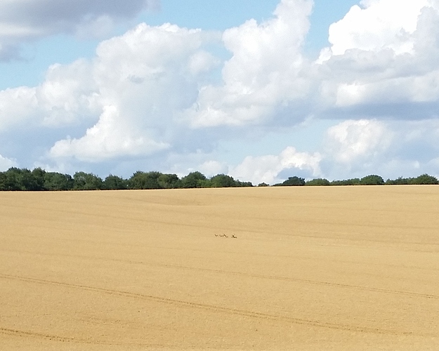 Farnborough%20wheat%20fields%20deer