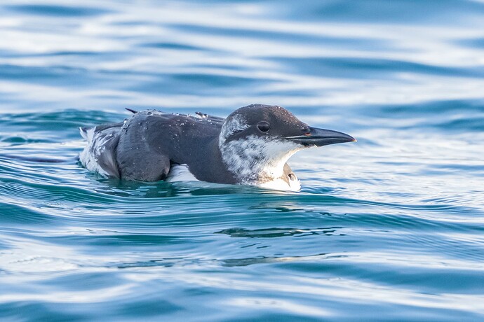 Guillemot 03 06 02 26