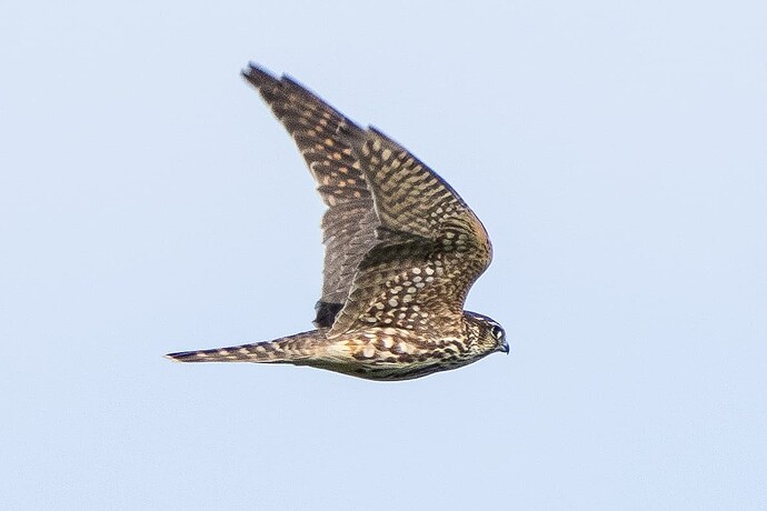 Merlin 02 08 09 25