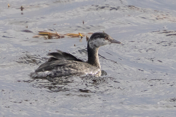 Slavonian Grebe 04 22 10 25
