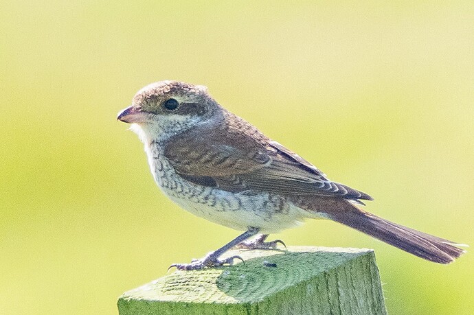 Red backed Shrike 16 01 09 25
