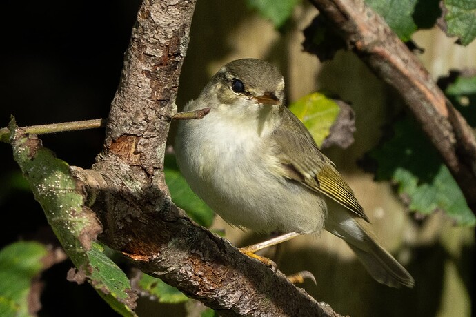 Arctic Warbler 07 06 09 25