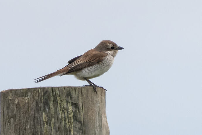 Red backed Shrike 04 08 06 26