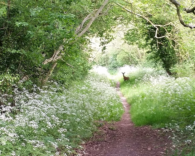 Nuneham%20wild%20deer%2002