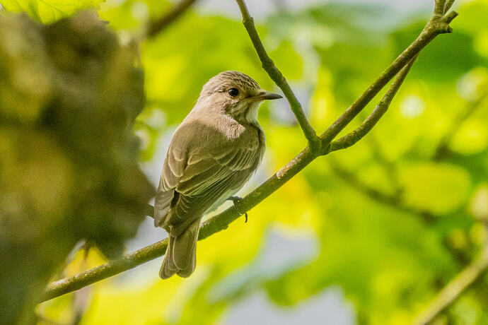 Spotted Flycatcher 03 06 06 26