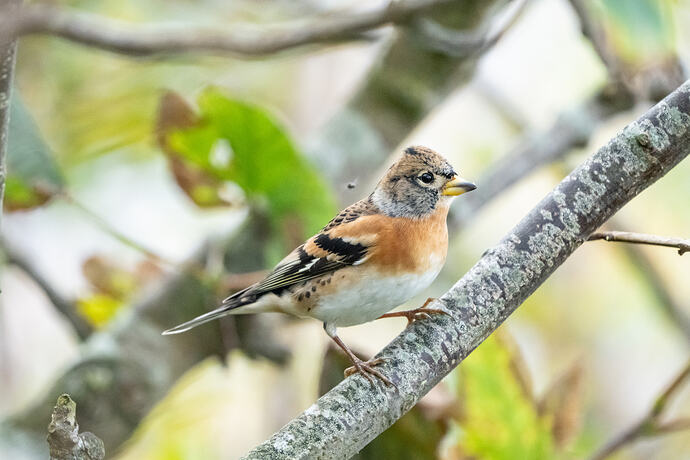 Brambling 01 01 10 26