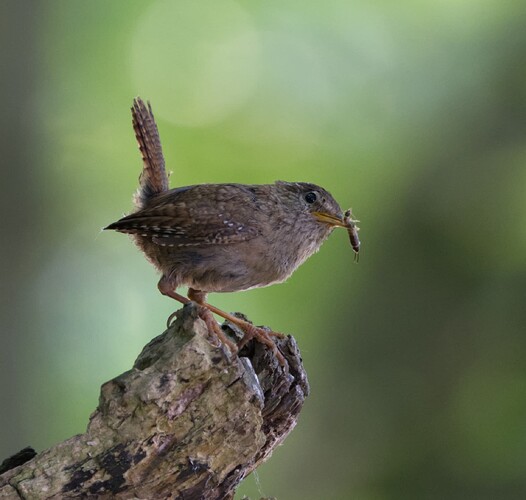wren