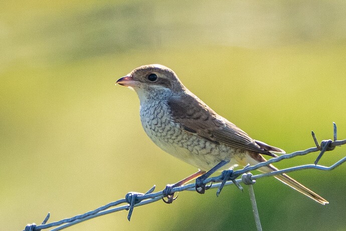 Red backed Shrike 02 15 09 25