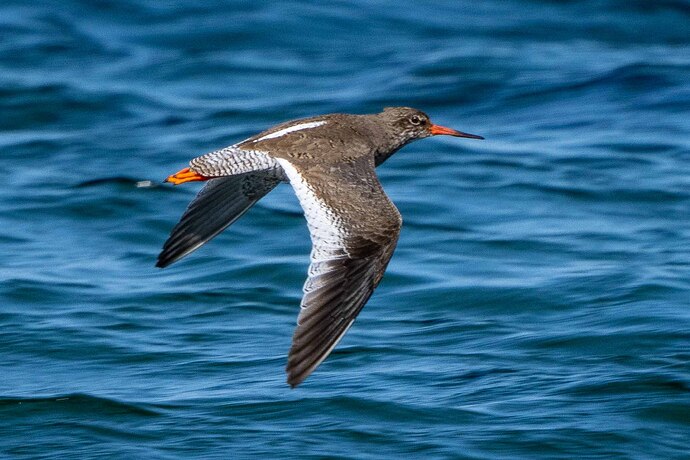Redshank 01 14 05 25