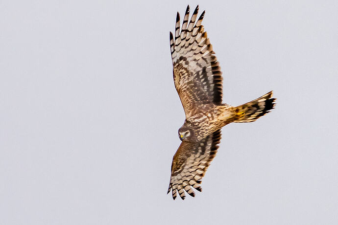 Hen Harrier 02 15 03 26