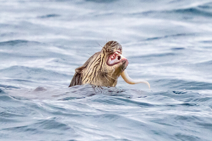 Otter 01 09 03 26