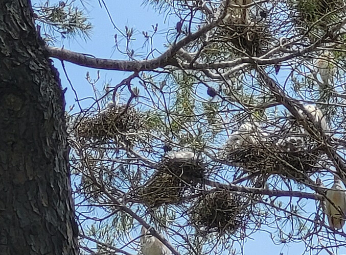 egrets2