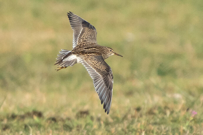 Pectoral Sandpiper 07 23 10 26