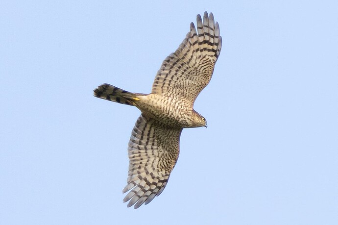 Sparrowhawk 02 14 10 25