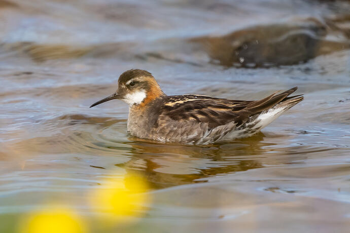 Red necked Phalarope 02 07 07 26-2
