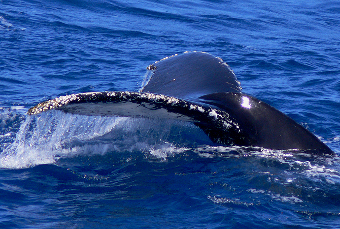 HUMPBACK%20FLUKE%2002