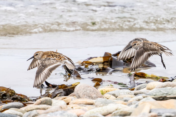 Dunlin 02 13 05 26