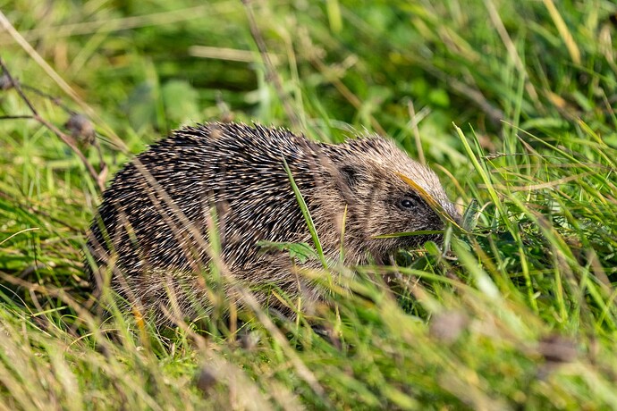 Hedgehog 02 25 09 25