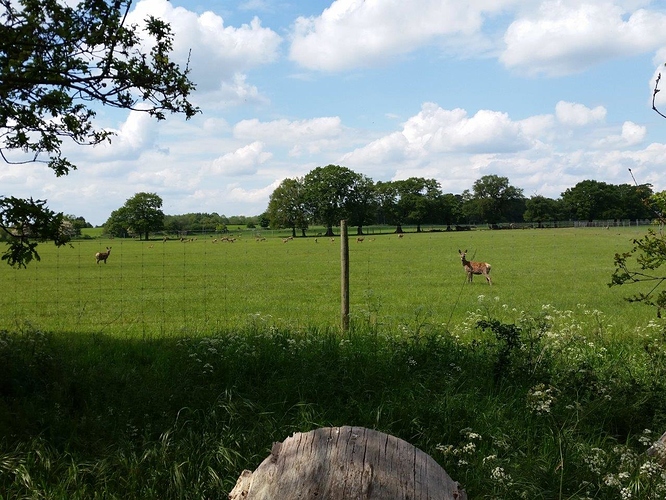 Nuneham%20farmed%20deer%20small