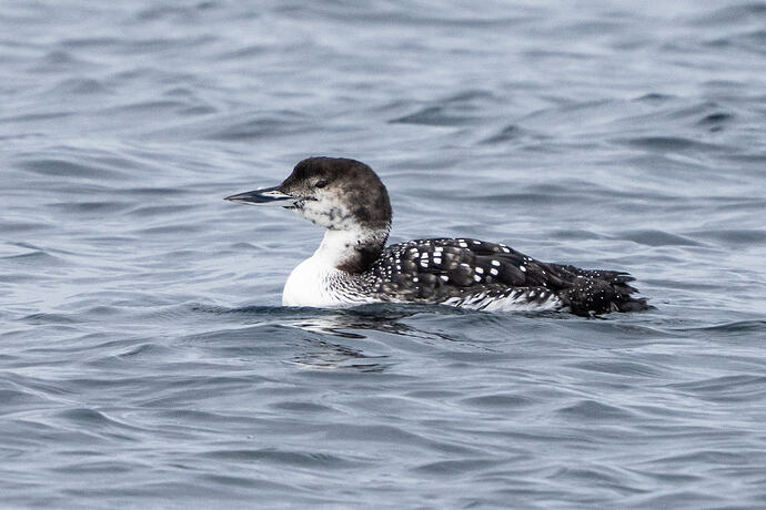 Great Northern Diver 01 01 05 26