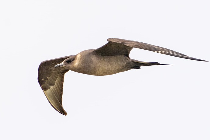 Arctic Skua 09 16 08 25
