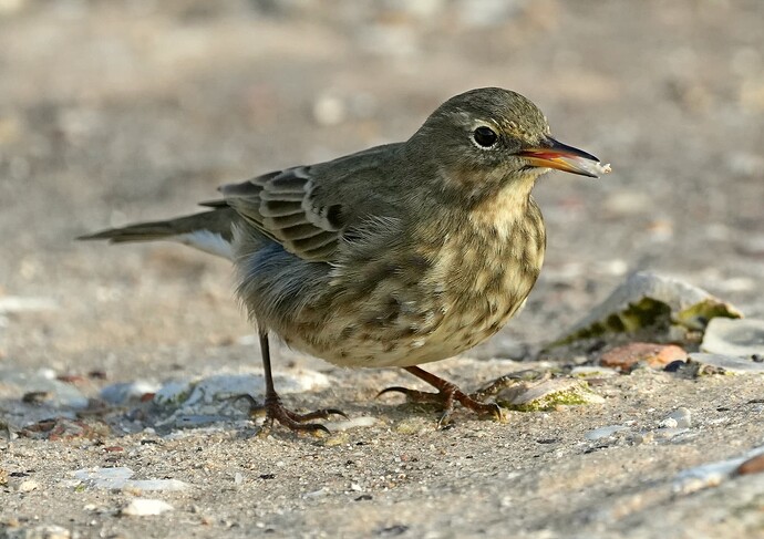 rock pipit8