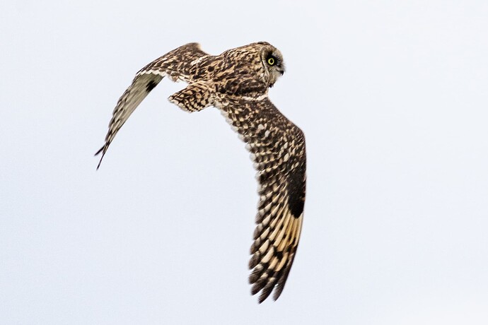 Short eared Owl 08 22 08 25