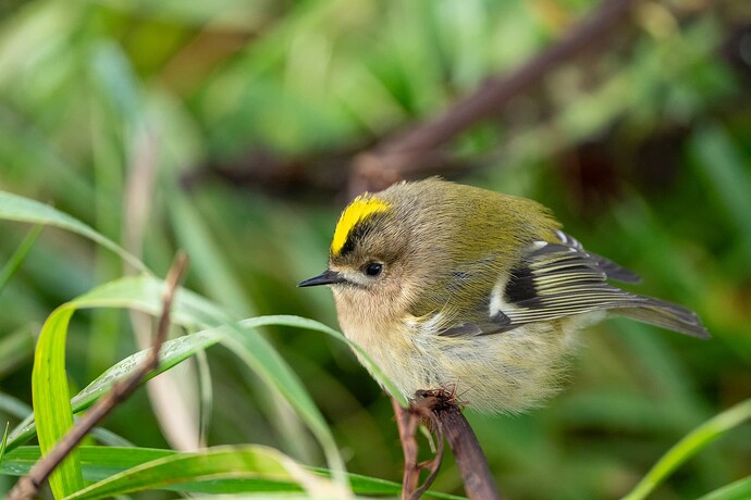 Goldcrest 01 08 10 25