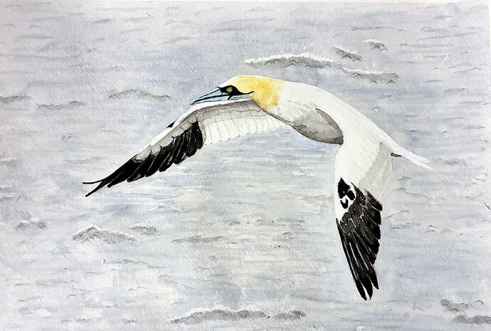 Gannet
