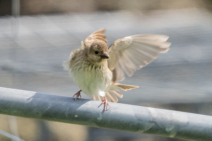 Rosefinch 07 28 05 26