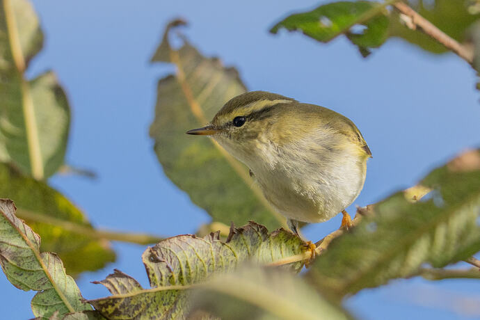 Yellow browed Warbler 02 17 10 26