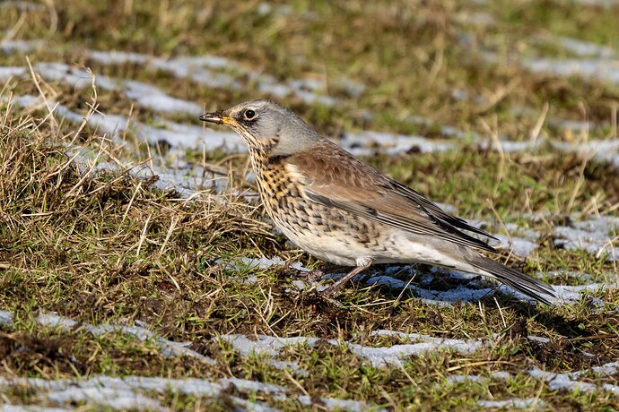Fieldfare 01 12 02 26