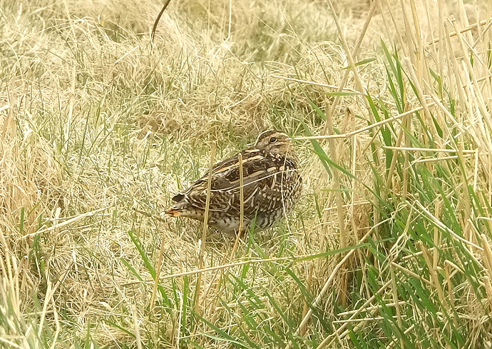 CommonSnipe