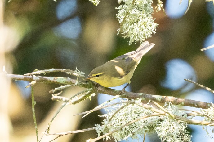 Willow Warbler 01 24 08 25