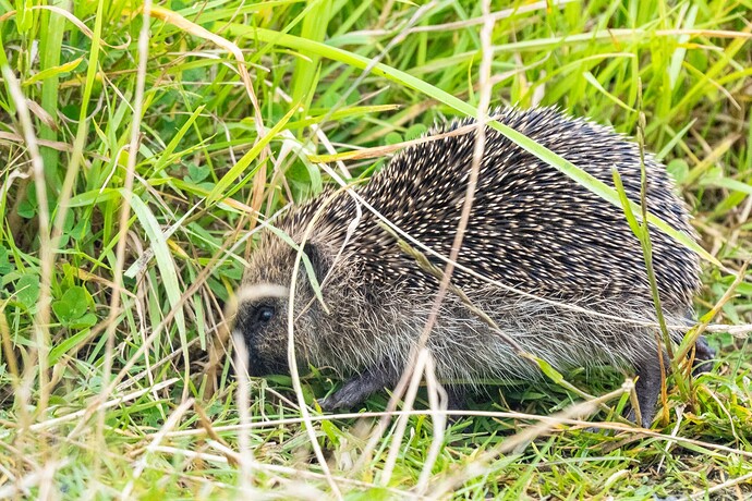Hedgehog 01 12 08 25