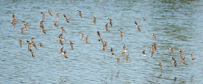 Knots in flight