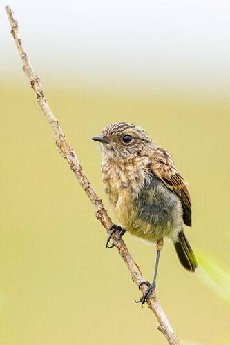 Stonechat 01 25 08 26
